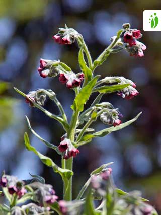 Hound's-tongue, Cynoglossum Flowers - NatureGate