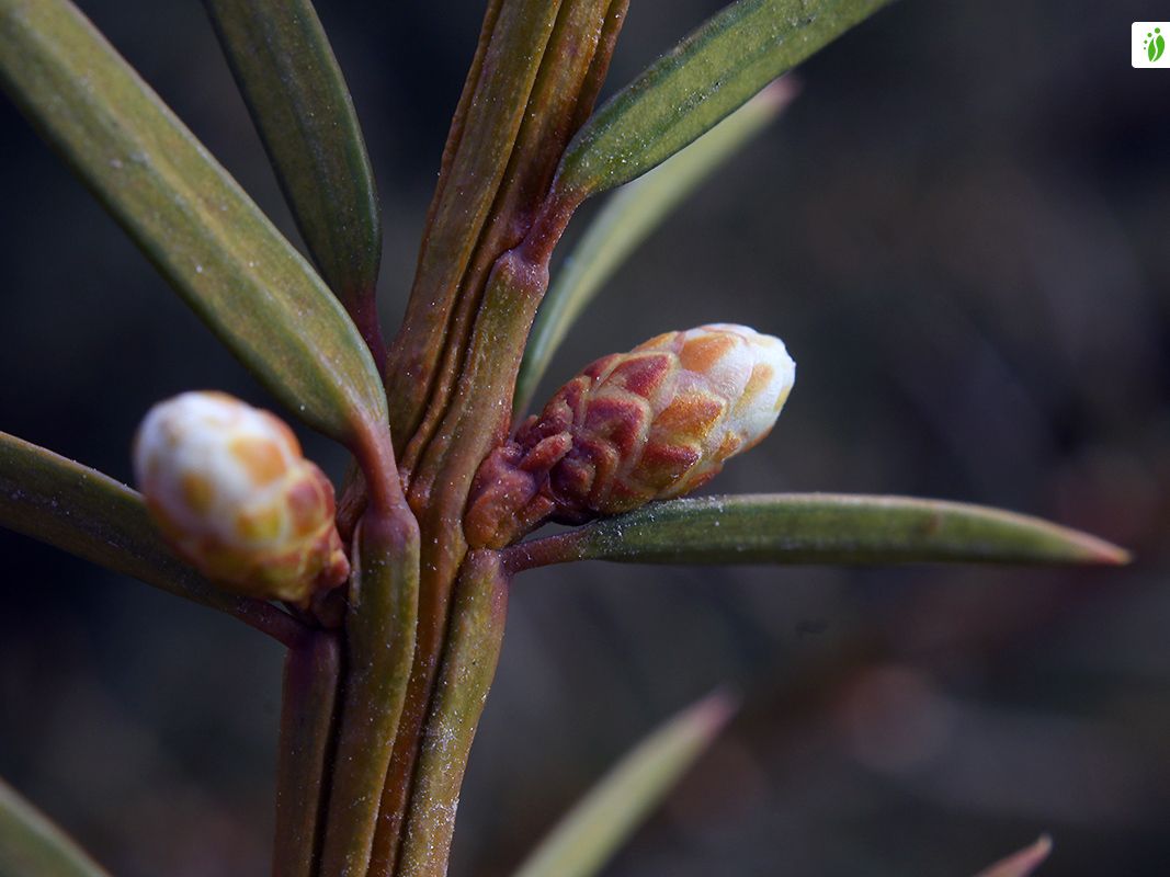 Taxus baccata - Arboles y arbustos - NatureGate