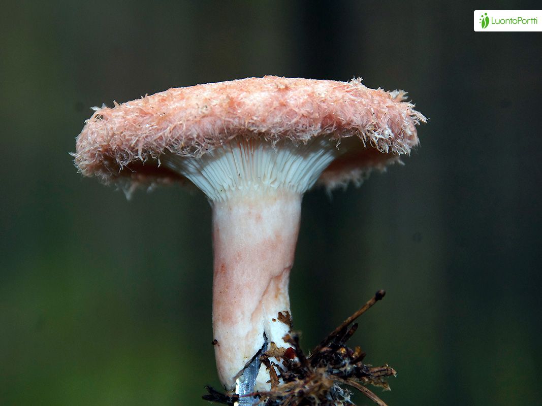 Karvarousku, Lactarius torminosus - Sienet - LuontoPortti