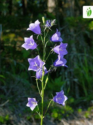 Campanilla silvestre, Campanula persicifolia - Flores - NatureGate