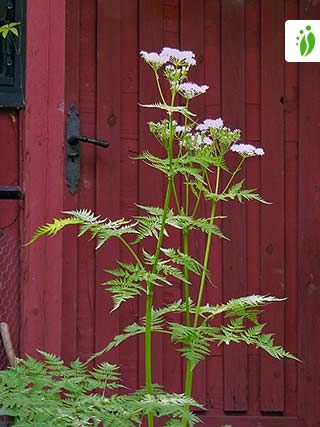 20 cerfeuil musqué Myrrhis odorata Herb Graines de fleurs 