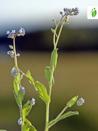 Forget-me-not Seeds Field Forget Me Nots Myosotis Arvensis Blue Flowers 200  -  Denmark