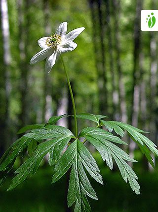 Wood Anemone, Anemone nemorosa - Flowers - NatureGate