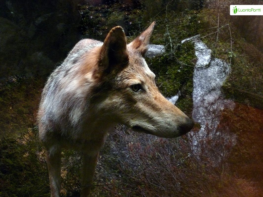 Susi, Canis lupus - Nisäkkäät - LuontoPortti