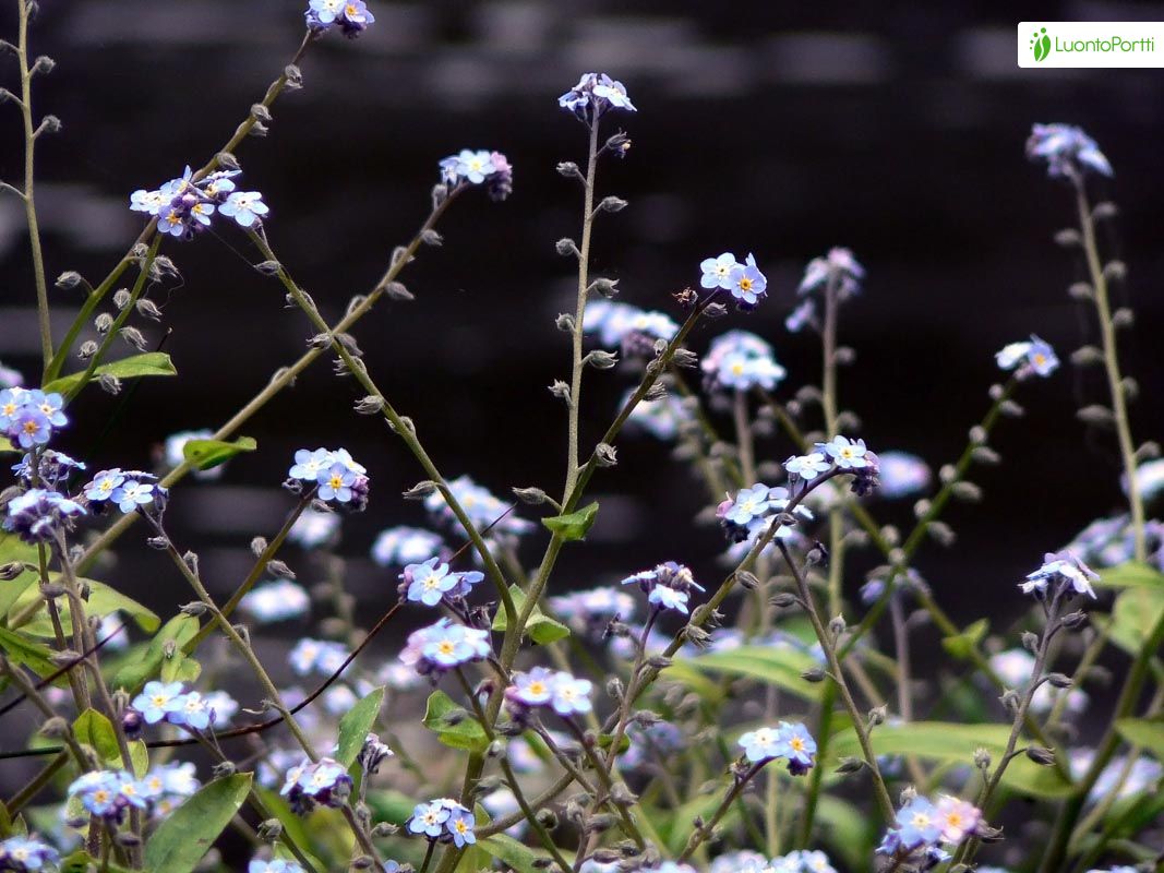 Skov-Forglemmigej, Myosotis sylvatica - Blomster - NatureGate