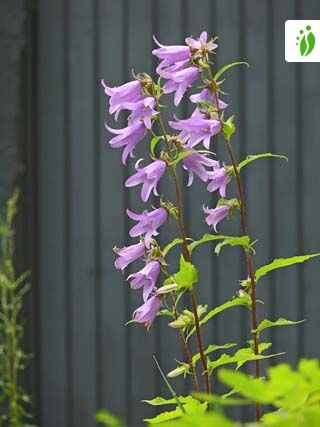 Campanilla de ortiga, Campanula trachelium - Flores - NatureGate