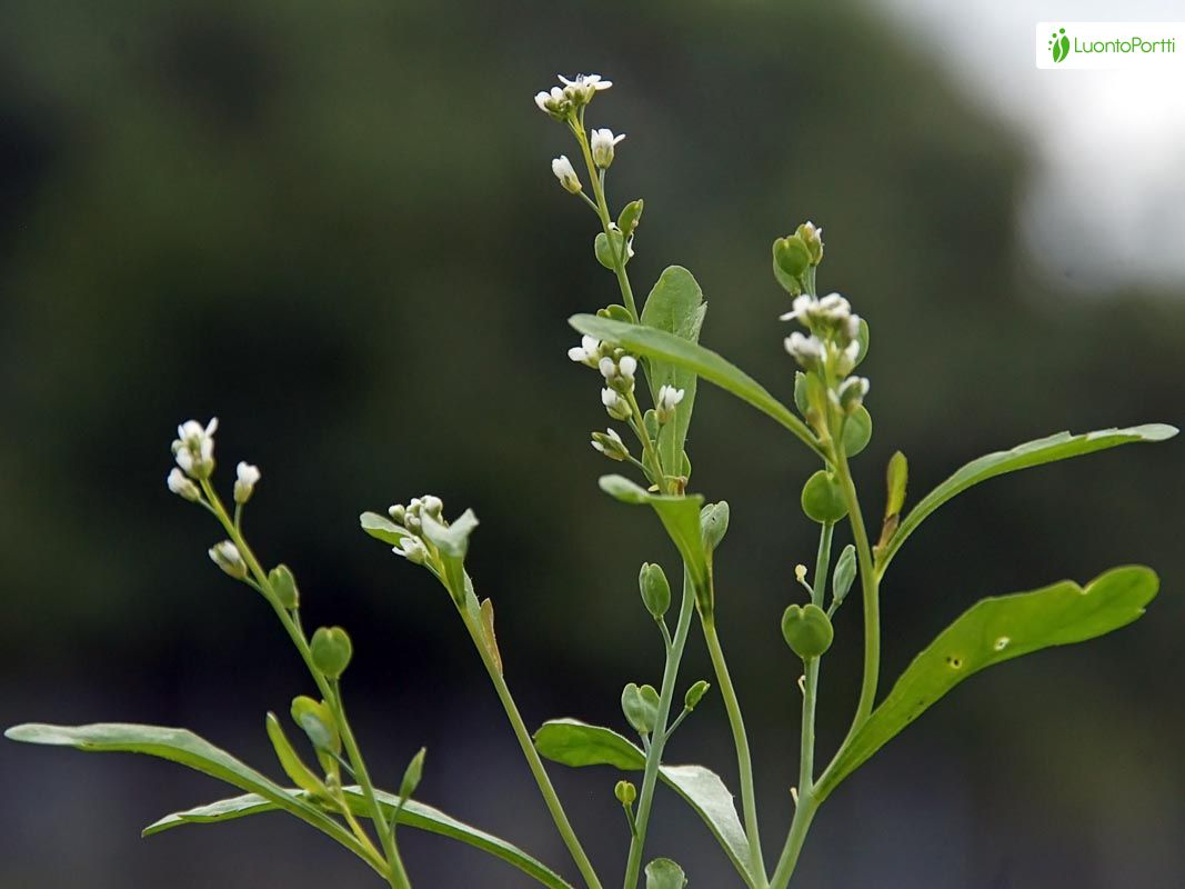 Cresson alénois (Lepidium sativum) - Lexique des plantes : Plantes  médicinales & herbes 