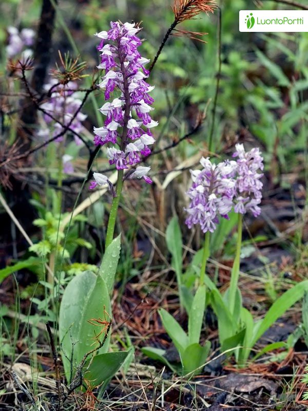 Soikkokämmekkä, Orchis militaris - Kukkakasvit - LuontoPortti