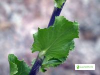 Cardo azul, Eryngium planum - Flores - NatureGate