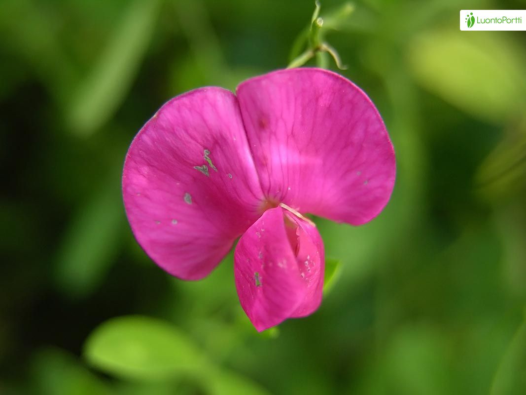 ボタニカ キャニスター / Lathyrus tuberosus ボタニカ キャニスター / Lathyrus tuberosus