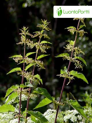 SEM05 Urtica dioica Fertilizante verde Ortiga dioica 0,30 g 
