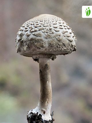 Akansieni, Chlorophyllum olivieri - Sienet - LuontoPortti