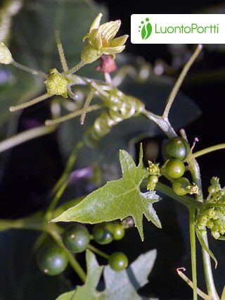 curry leaf plant for sale Curry leaf plant / tree | Murraya Koeniigi | Fresh leaves for cooking |  Kadi Patta | Bergera Koenigii