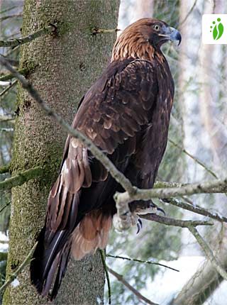 Águila real, Aquila chrysaetos - Aves - NatureGate