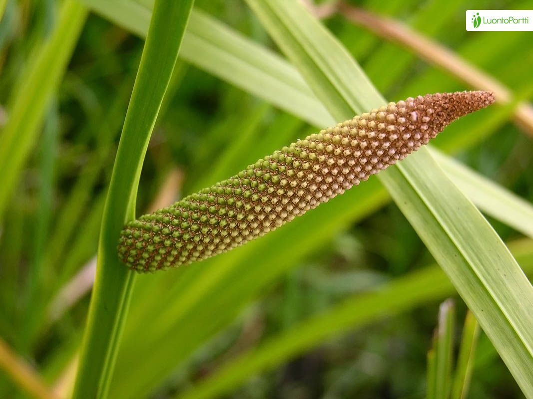 Indischer Kalmus, Acorus calamus - Bltenpflanzen - NatureGate