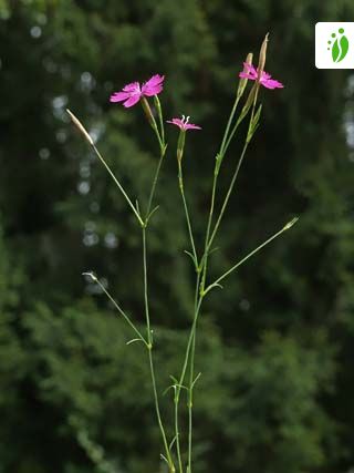Clavelina, Dianthus deltoides - Flores - NatureGate