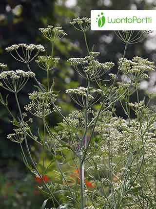 Anise, Pimpinella anisum - Flowers - NatureGate