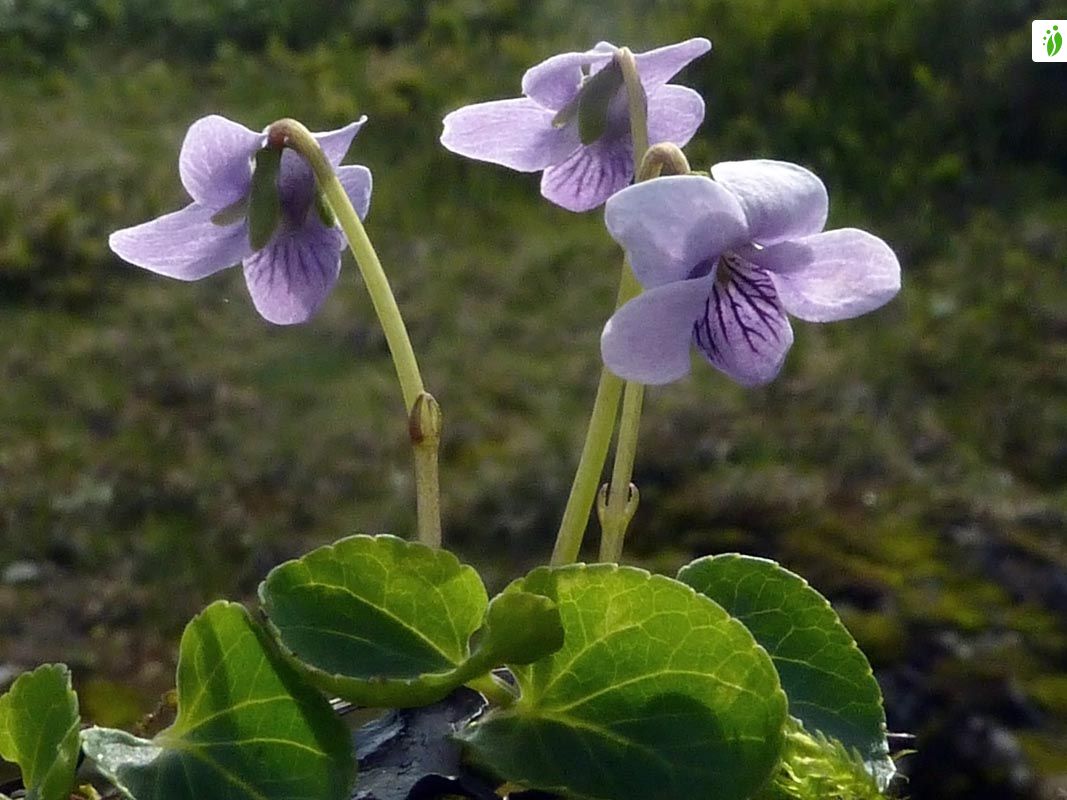 Violeta de pantano, Viola palustris - Flores - NatureGate