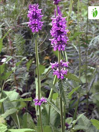 Betónica, Betonica officinalis - Flores - NatureGate