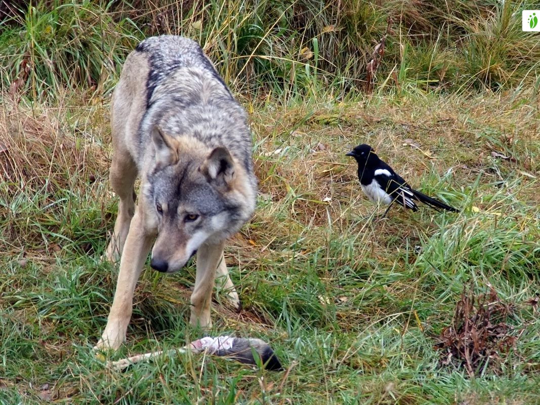 Susi, Canis lupus - Nisäkkäät - LuontoPortti