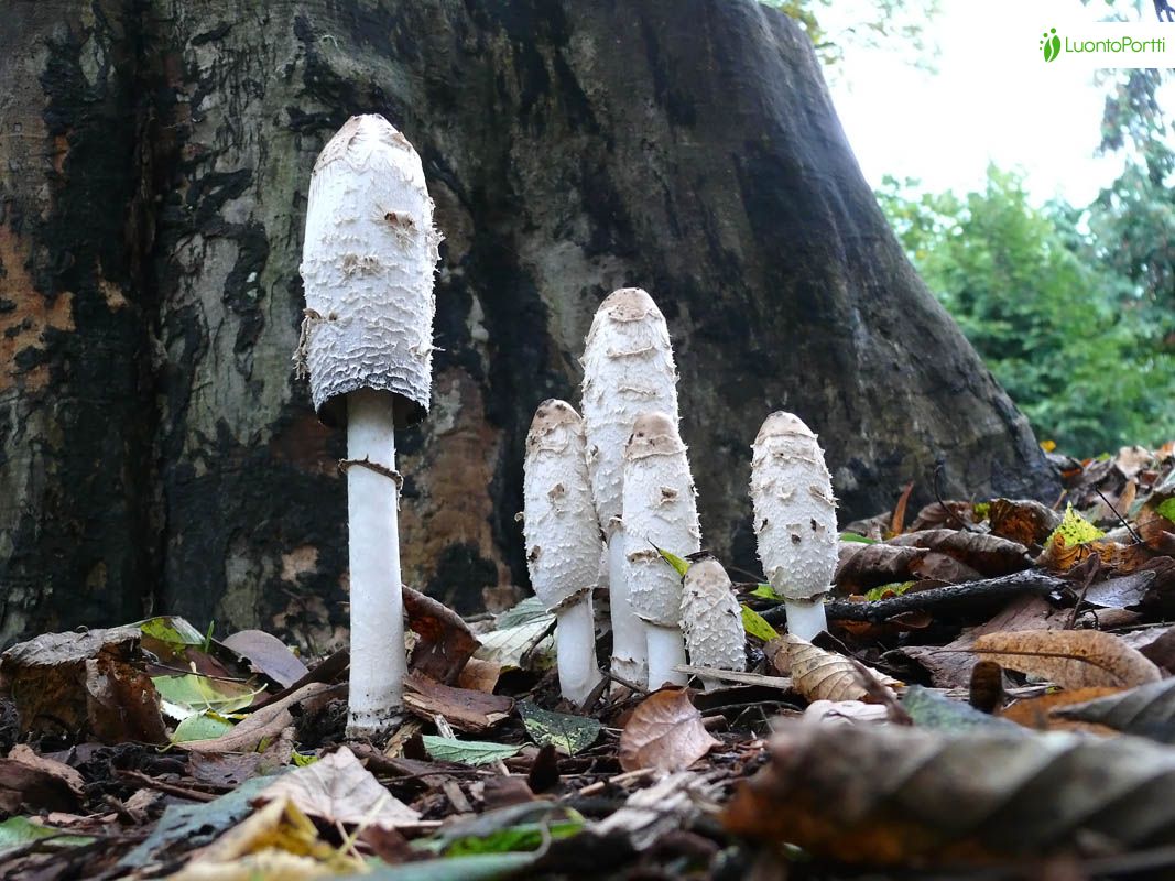 Suomumustesieni, Coprinus comatus - Sienet - LuontoPortti