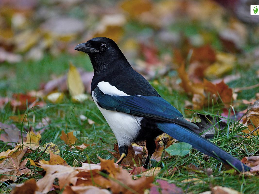 La pie bavarde : l'oiseau noir et blanc bavard et chapardeur