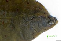 12401813 / Plaice fish face close-up {Pleuronectes platessa} Atlantic off UK