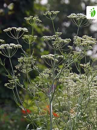 Anis vert (Pimpinelle anisum), Bienfaits nombreux