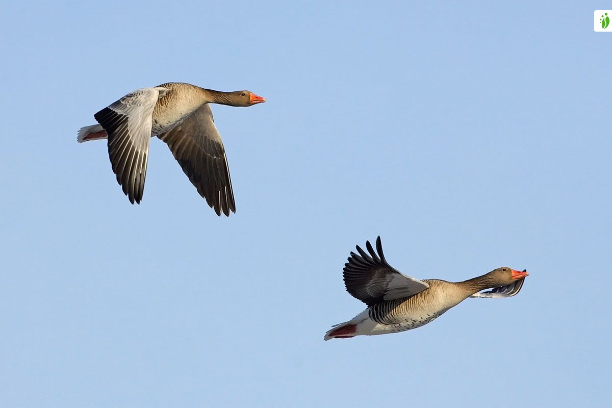 Greylag Goose, Anser anser - Birds - NatureGate