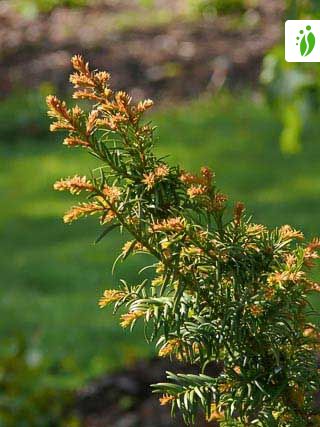 evergreen yew shrubs