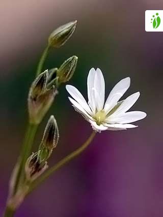 Lesser Stitchwort