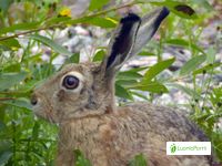 Rusakko, Lepus europaeus - Nisäkkäät - LuontoPortti