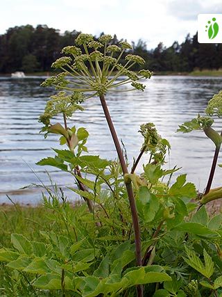 Kvan, Angelica archangelica ssp. litoralis - Blomster NatureGate