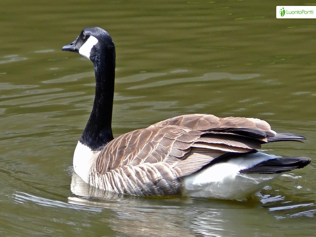 Canada Goose Branta canadensis Birds NatureGate