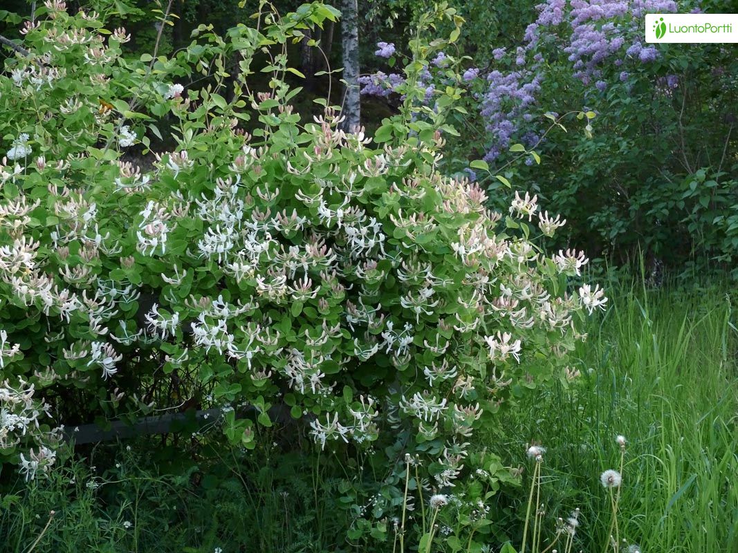 Perfoliate Honeysuckle, Lonicera caprifolium - Trees and shrubs - NatureGate
