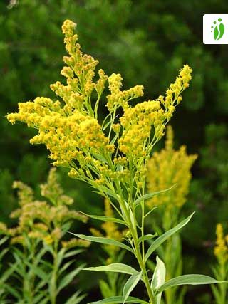 golden rod