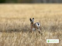 Rusakko, Lepus europaeus - Nisäkkäät - LuontoPortti