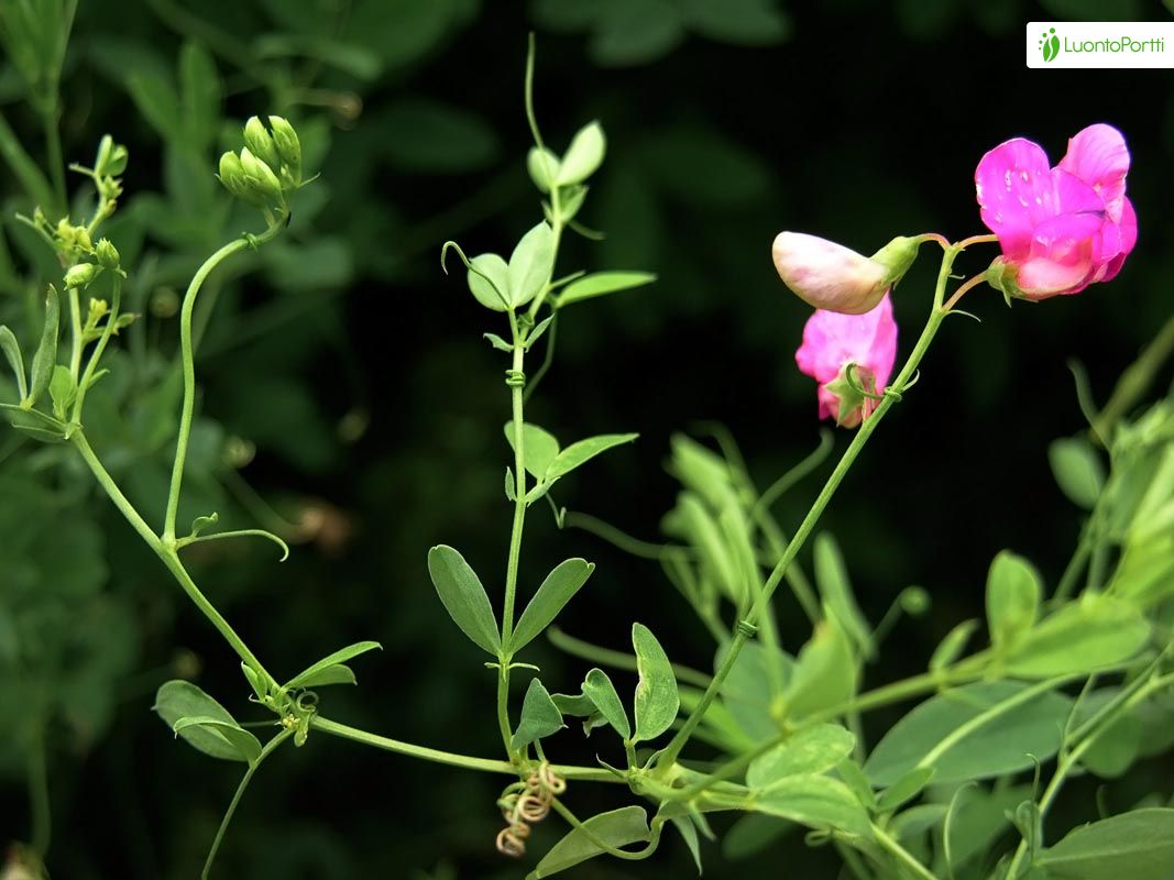 ボタニカ キャニスター / Lathyrus tuberosus How To Grow Lathyrus tuberosus | EarthOne