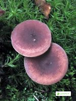 Sikurirousku, Lactarius camphoratus - Sienet - LuontoPortti