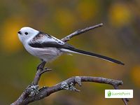 Varpuslinnut, Passeriformes - Linnut - LuontoPortti