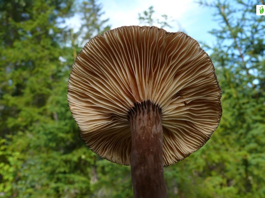 Nokirousku, Lactarius lignyotus - Sienet - LuontoPortti