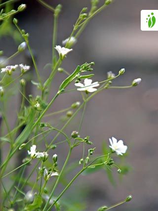 Annual Baby S Breath Gypsophila Elegans Flowers Naturegate