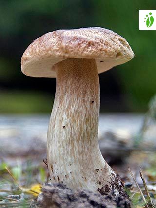 Herkkutatti, Boletus edulis - Sienet - LuontoPortti