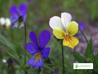 Pensamiento salvaje, Viola tricolor - Flores - NatureGate