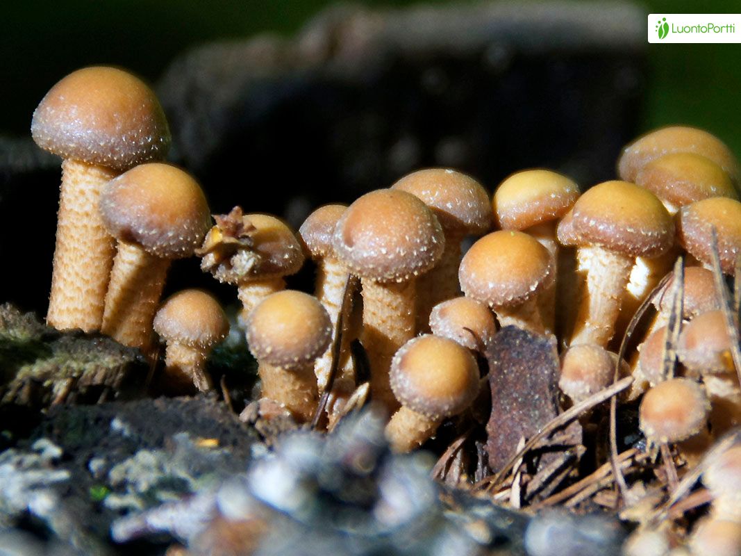 Koivunkantosieni, Kuehneromyces mutabilis - Sienet - LuontoPortti