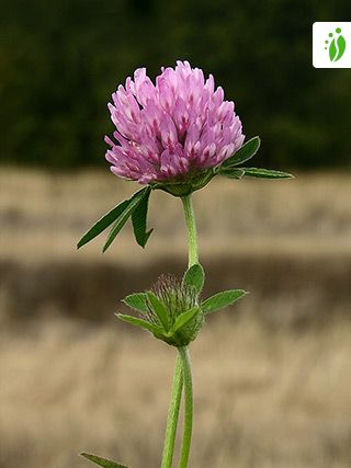 Red Clover Trifolium Pratense Flowers Naturegate