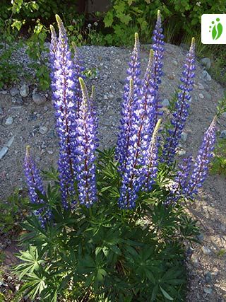 lupinus polyphyllus