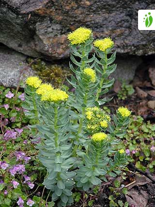 Rosenrod, Rhodiola rosea -