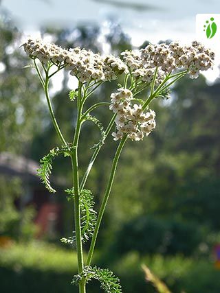 blue yarrow flower