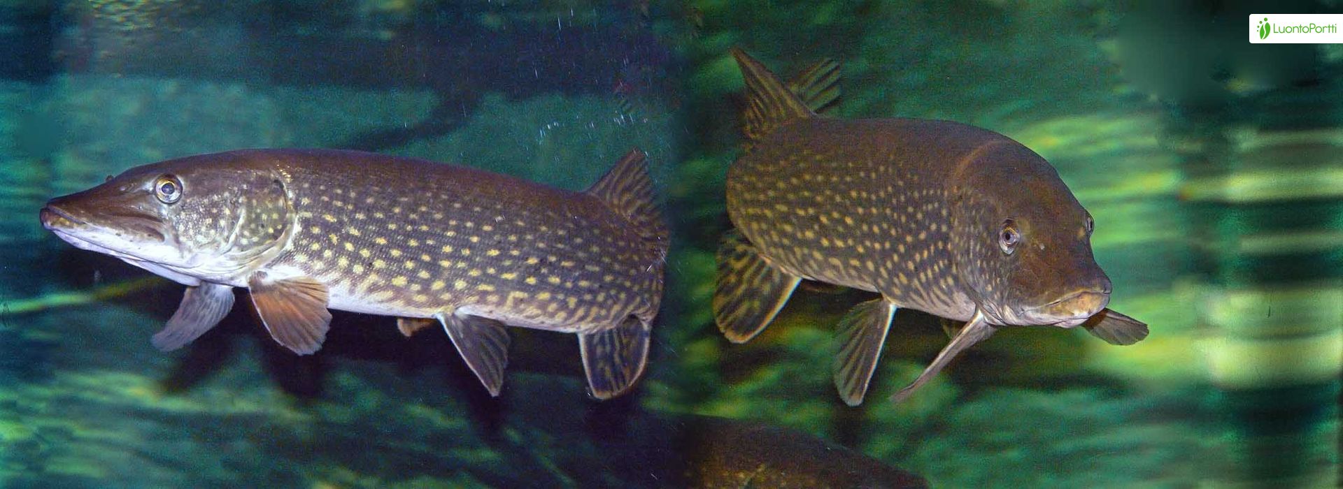 Pike, Esox lucius - Fishes - NatureGate